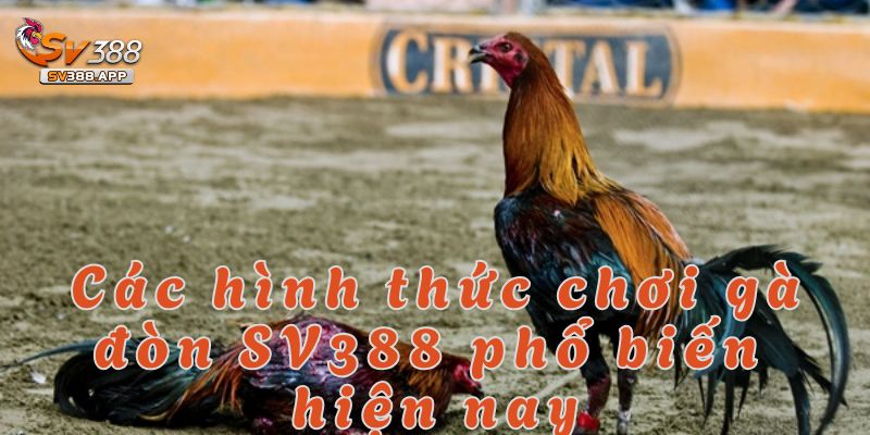 Các hình thức chơi đá gà đòn SV388 mang lại sự kịch tính cho người chơi