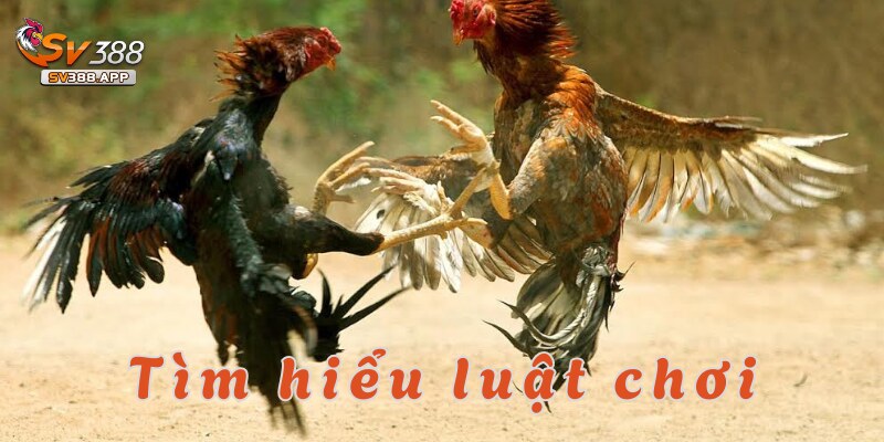 Đá gà Thomo SV388 – Trải nghiệm kịch tính và hấp dẫn 3 Cùng tìm hiểu về luật chơi đá gà Thomo tại nhà cái hàng đầu SV388