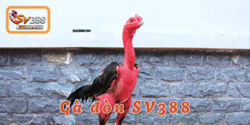 Gà Đòn SV388: Những Giống Gà Xuất Sắc Và Thế Đá Độc Đáo 3 Gà đòn SV388 là một trong những trò chơi cá cược đặc sắc và hấp dẫn