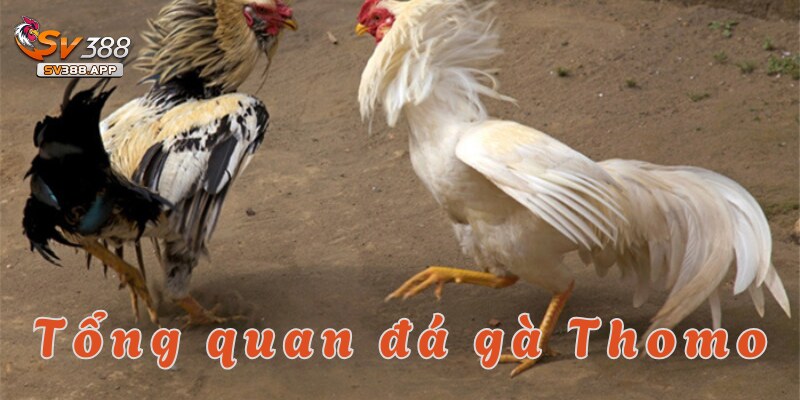 Đá gà Thomo SV388 – Trải nghiệm kịch tính và hấp dẫn 2 Hé lộ thông tin chi tiết về đá gà Thomo tại SV388