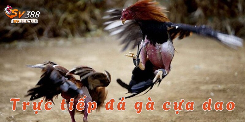 Những điểm cộng khi tham gia đá gà cựa dao SV388