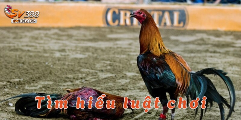 Phổ biến luật chơi đá gà cựa dao cho các hội viên mới tham gia