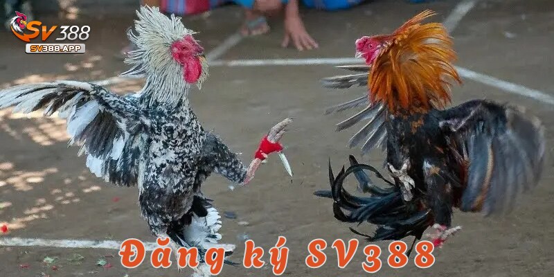 Đá gà Thomo SV388 – Trải nghiệm kịch tính và hấp dẫn 5 Tham gia và đặt cược đá gà Thomo tại SV388 không hề khó
