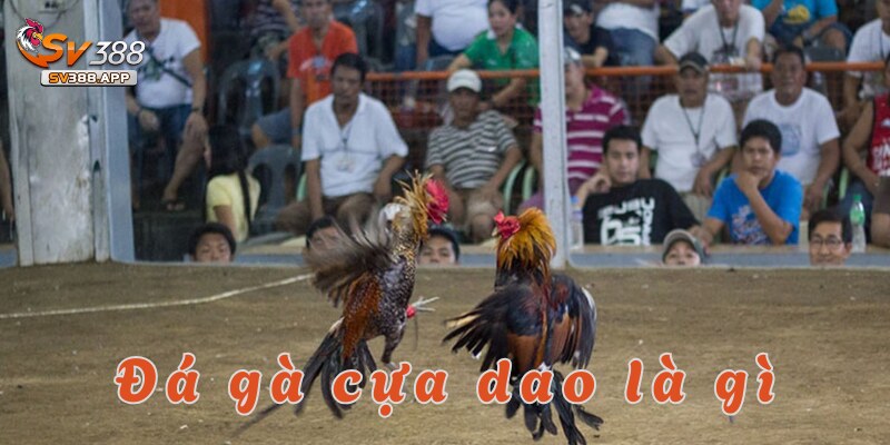 Tổng quan về Đá gà cựa dao SV388 trong năm 2025