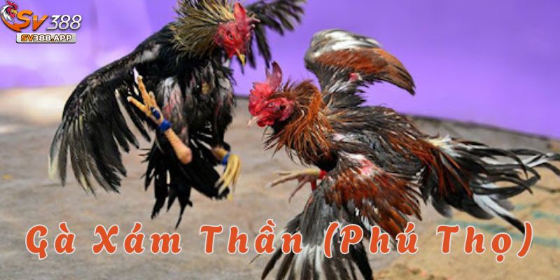 Xám Thần nổi bật với bộ lông xám đặc trưng trong gà đòn SV388