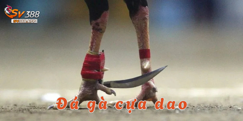 Đá gà cựa dao SV388 – Kịch tính, hấp dẫn, cược cực đã 1 đá gà cựa dao sv388