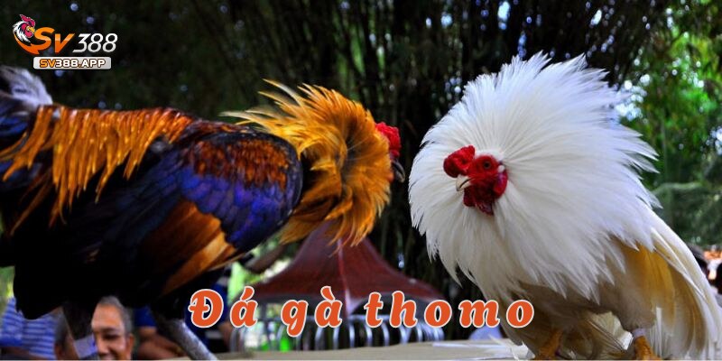 Đá gà Thomo SV388 – Trải nghiệm kịch tính và hấp dẫn 10 đá gà thomo sv388