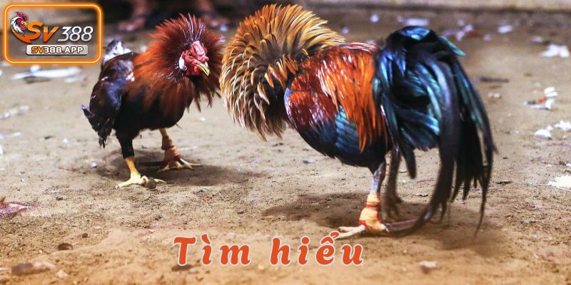 Đá Gà SV388-Địa Chỉ Cá Cược Hàng Đầu Được Yêu Thích Năm 2025 2 đá gà sv388