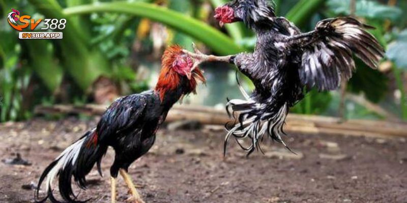Đá Gà SV388-Địa Chỉ Cá Cược Hàng Đầu Được Yêu Thích Năm 2025 3 Những hình thức đá gà đặc sắc tại SV388