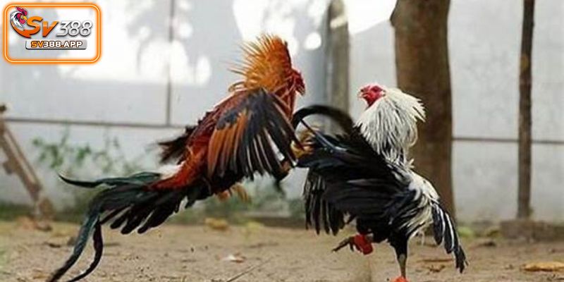 Đá Gà SV388-Địa Chỉ Cá Cược Hàng Đầu Được Yêu Thích Năm 2025 4 Hướng dẫn nhanh để tham gia đá gà sv388