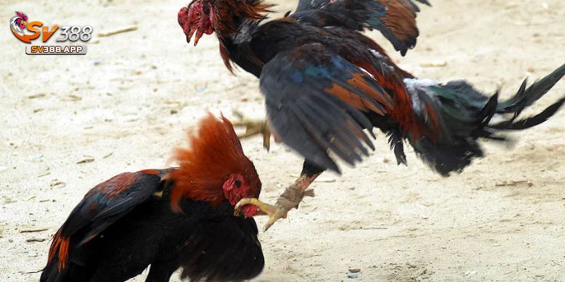 Đá Gà SV388-Địa Chỉ Cá Cược Hàng Đầu Được Yêu Thích Năm 2025 5 Mẹo cá cược đá gà sv388 giúp tối đa lợi nhuận