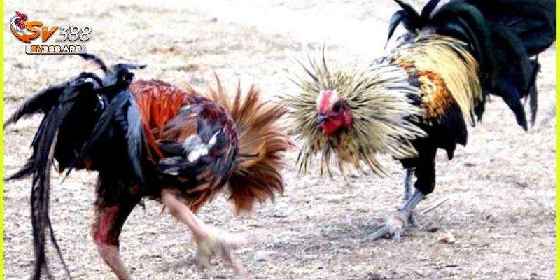 Đá Gà SV388-Địa Chỉ Cá Cược Hàng Đầu Được Yêu Thích Năm 2025 2 Những điểm nổi bật giúp sảnh Đá gà sv388 vượt trội so với các nền tảng khác