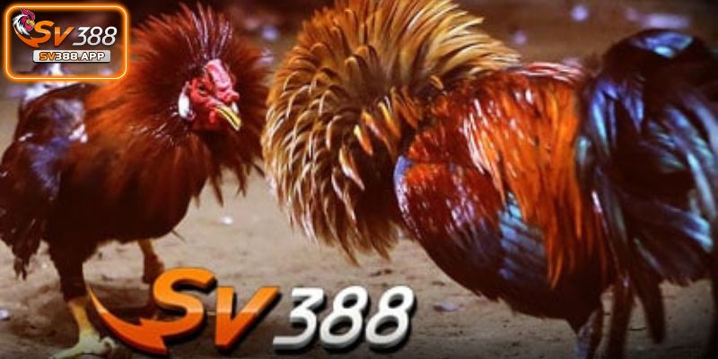 SV388 Bị Chặn Hướng Dẫn Cách Khắc Phục Hiệu Quả Nhất 4 Liên kết truy cập mới nhất được cập nhật