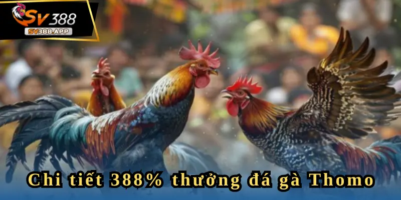 SV388 Tặng 388% Thưởng Đá Gà Thomo – Cơ Hội Vàng Cho Bạn 3 Bài khuyến mãi