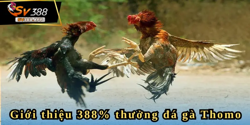 SV388 Tặng 388% Thưởng Đá Gà Thomo – Cơ Hội Vàng Cho Bạn 2 Bài khuyến mãi