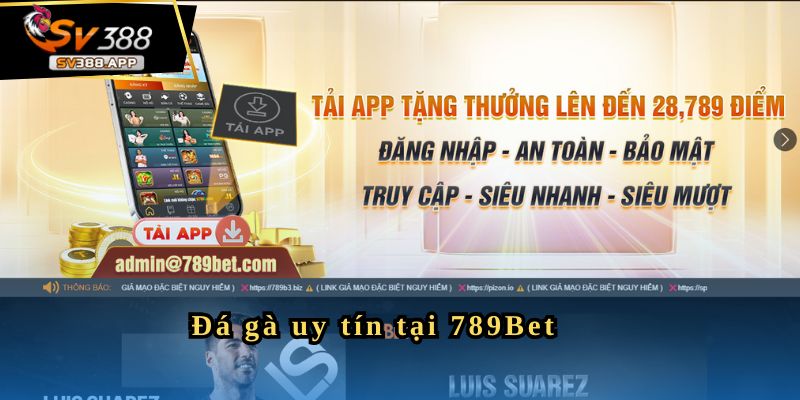 789Bet - Nền Tảng Đá Gà Uy Tín Dành Cho Người Yêu Thích 2 Đá gà uy tín tại 789Bet