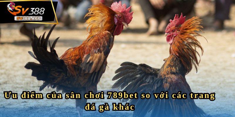 789Bet - Nền Tảng Đá Gà Uy Tín Dành Cho Người Yêu Thích 3 Ưu điểm của sân chơi 789bet so với các trang đá gà khác