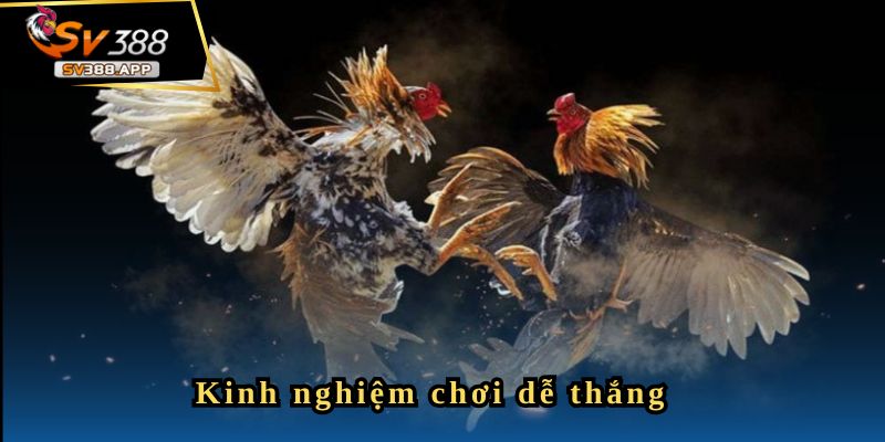 Gabong457 - Có Tý Gọi Là Khởi Đầu Thành Công 4 Bước tiếp theo sau khởi đầu thành công