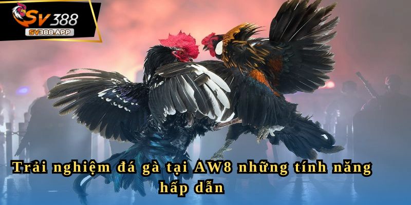 AW8 – Giới Thiệu Tổng Quan Về Trang Đá Gà Uy Tín Nhất 2025 3 Trải nghiệm đá gà tại AW8 những tính năng hấp dẫn