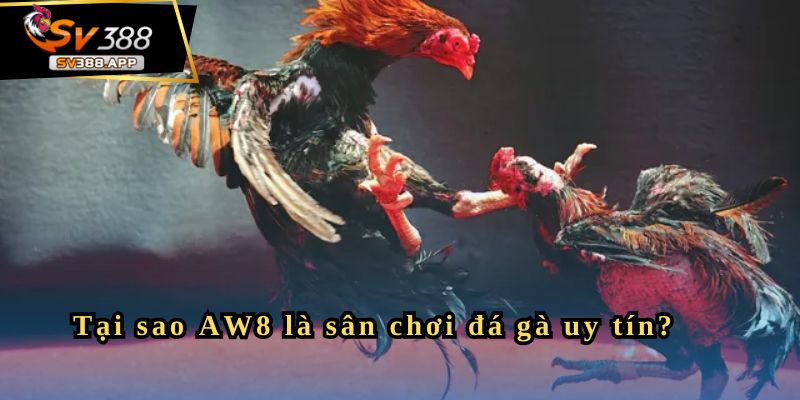 AW8 – Giới Thiệu Tổng Quan Về Trang Đá Gà Uy Tín Nhất 2025 4 Tại sao AW8 là sân chơi đá gà uy tín?