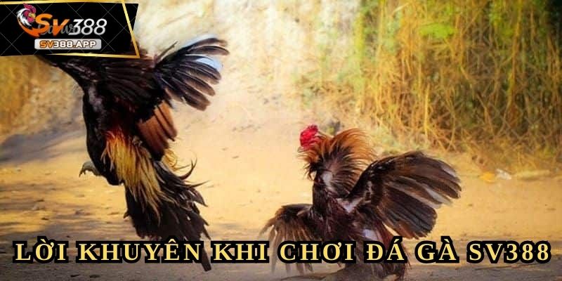 Thienxa345 - Thả Con Săn Sắt Bắt Con Cá To 4 Bài học từ Thienxa345 dành cho người mới chơi đá gà SV388