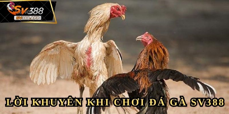 BietdoiC25 - Tôi Đã Thực Sự Kiếm Được 5 Triệu Mỗi Ngày 4 Bí quyết kiếm tiền ổn định từ cá cược đá gà SV388