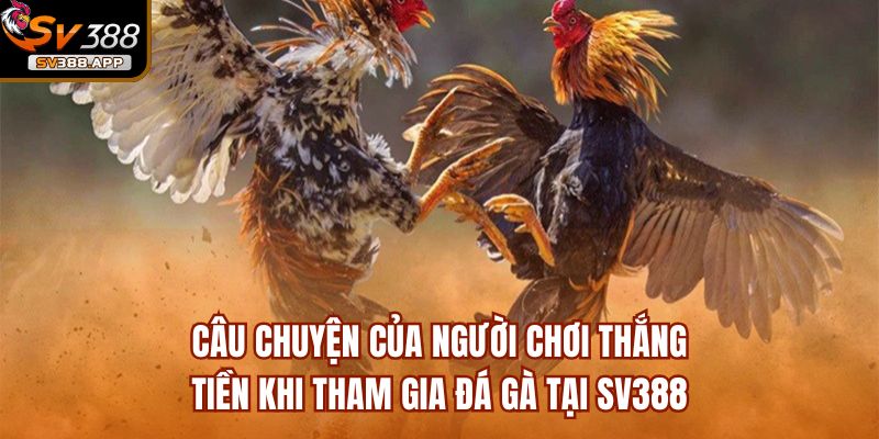 Nguyễn Đình Kính người chơi thắng tiền khi tham gia đá gà tại SV388 5 Nguyễn Đình Kính, Kiếm Tiền Tỷ Khi Tham Gia Đá Gà Tại SV388