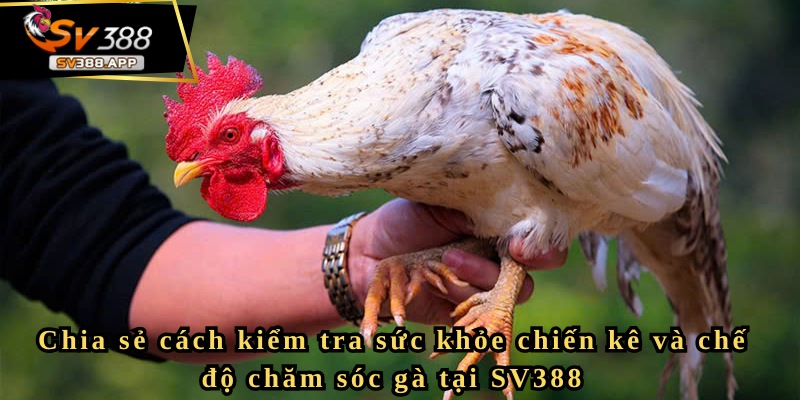 Chia sẻ cách kiểm tra sức khỏe chiến kê và chế độ chăm sóc gà tại SV388 5 Chia sẻ cách kiểm tra sức khỏe chiến kê và chế độ chăm sóc gà tại SV388