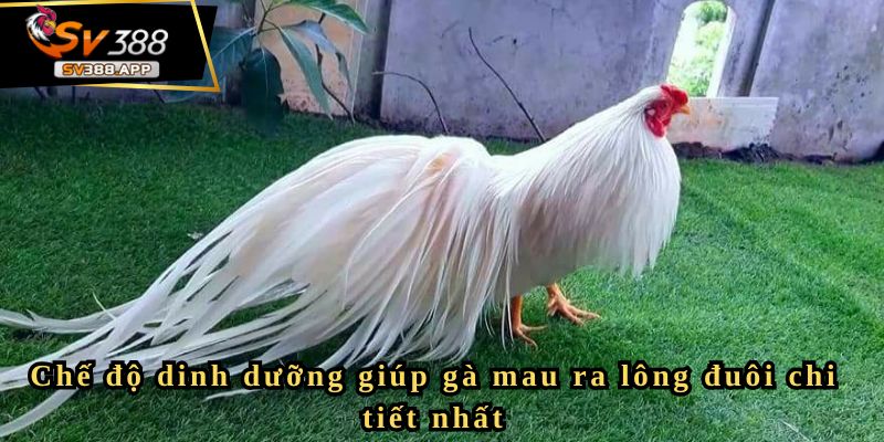 Chia sẻ kỹ thuật nuôi gà mau ra lông đuôi nhanh nhất cho bạn 2 Chế độ dinh dưỡng giúp gà mau ra lông đuôi chi tiết nhất