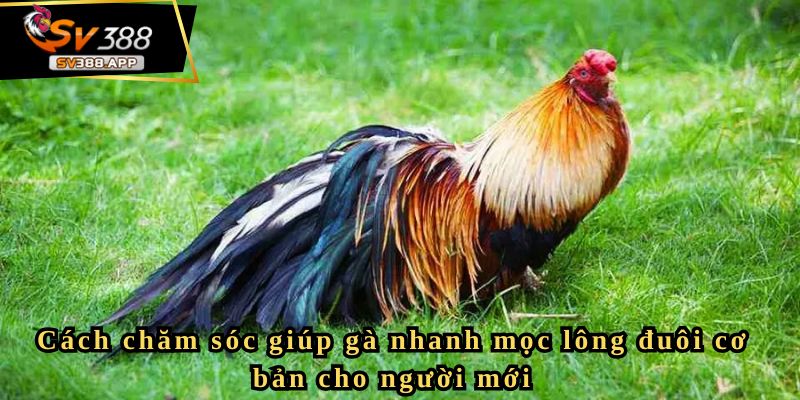 Chia sẻ kỹ thuật nuôi gà mau ra lông đuôi nhanh nhất cho bạn 3 Cách chăm sóc giúp gà nhanh mọc lông đuôi cơ bản cho người mới