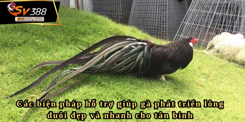 Chia sẻ kỹ thuật nuôi gà mau ra lông đuôi nhanh nhất cho bạn 4 Các biện pháp hỗ trợ giúp gà phát triển lông đuôi đẹp và nhanh cho tân binh