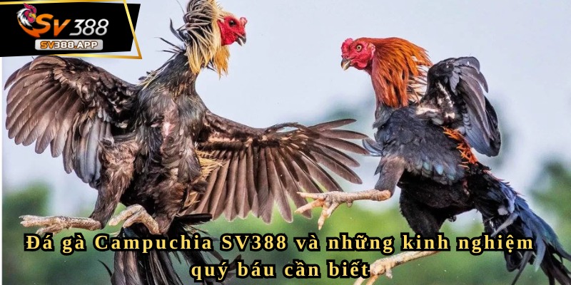 Đá gà Campuchia SV388 và những kinh nghiệm quý báu cần biết 2 Tìm hiểu về đá gà Campuchia SV388