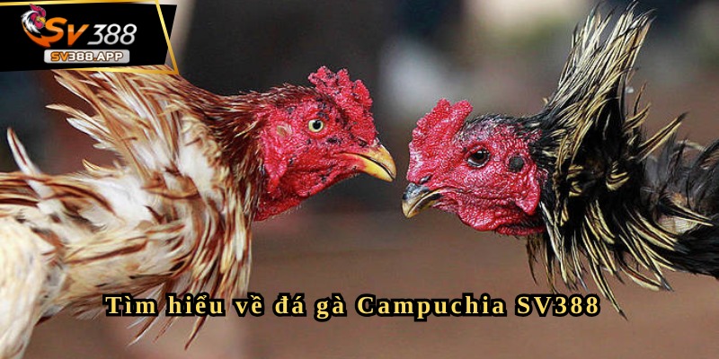 Đá gà Campuchia SV388 và những kinh nghiệm quý báu cần biết 3 Những kinh nghiệm quý báu cần biết khi chơi đá gà Campuchia SV388