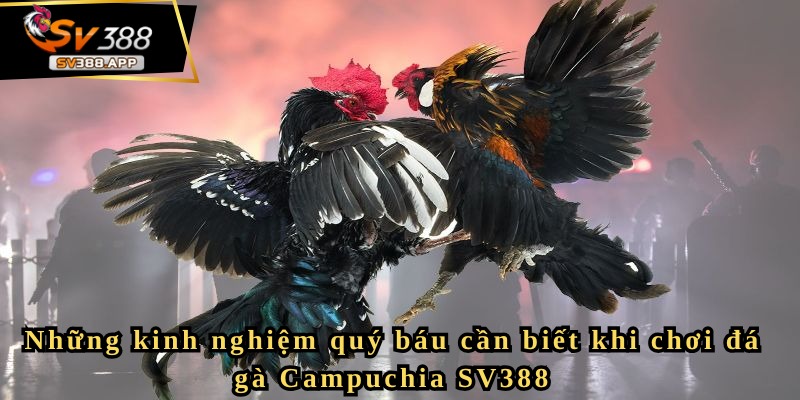 Đá gà Campuchia SV388 và những kinh nghiệm quý báu cần biết 4 Đá gà Campuchia SV388 – Giải trí có trách nhiệm và văn minh