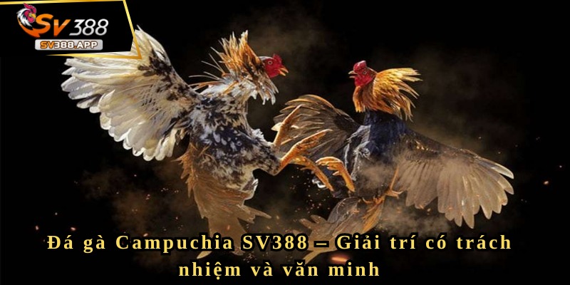 Đá gà Campuchia SV388 và những kinh nghiệm quý báu cần biết 8 Đá gà Campuchia SV388 và những kinh nghiệm quý báu cần biết