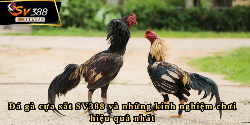 Đá gà cựa sắt SV388 và những kinh nghiệm chơi hiệu quả nhất 2 Đá gà cựa sắt SV388: Sức hút không thể cưỡng lại trong giới cá cược