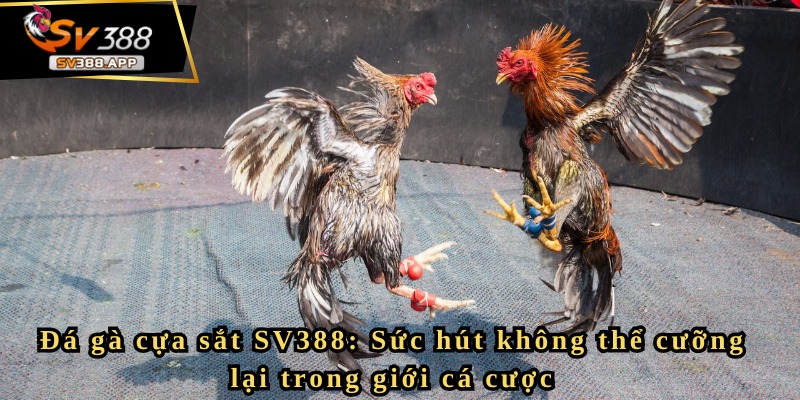 Đá gà cựa sắt SV388 và những kinh nghiệm chơi hiệu quả nhất 3 Kỹ năng soi kèo đá gà cựa sắt SV388