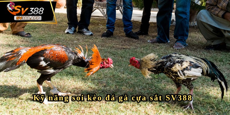 Đá gà cựa sắt SV388 và những kinh nghiệm chơi hiệu quả nhất 4 Mẹo chơi đá gà SV388 hiệu quả mà ít người tiết lộ