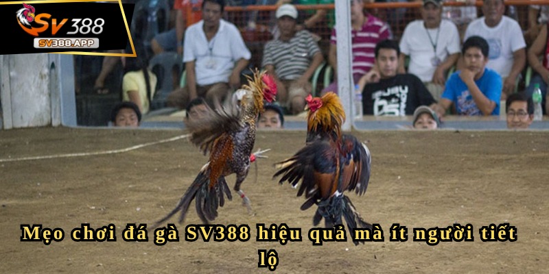 Đá gà cựa sắt SV388 và những kinh nghiệm chơi hiệu quả nhất 9 Đá gà cựa sắt SV388 và những kinh nghiệm chơi hiệu quả nhất