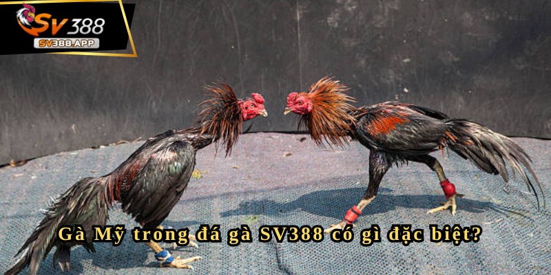 Pháp lý và mức độ an toàn khi chơi đá gà Mỹ SV388