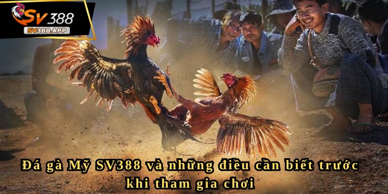 Đá gà Mỹ SV388 và những điều cần biết trước khi tham gia chơi 6 Đá gà Mỹ SV388 và những điều cần biết trước khi tham gia chơi