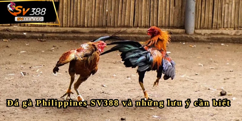 Cách phân tích gà chiến để tăng tỷ lệ thắng