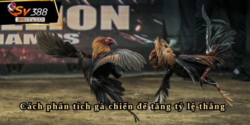 Quản lý vốn khi chơi đá gà SV388