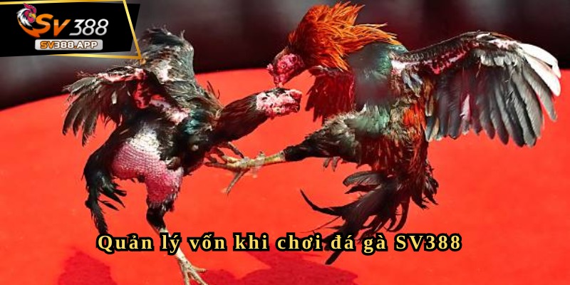 Đá gà Philippines SV388 và những lưu ý cần biết cho người mới 7 Đá gà Philippines SV388 và những lưu ý cần biết cho người mới