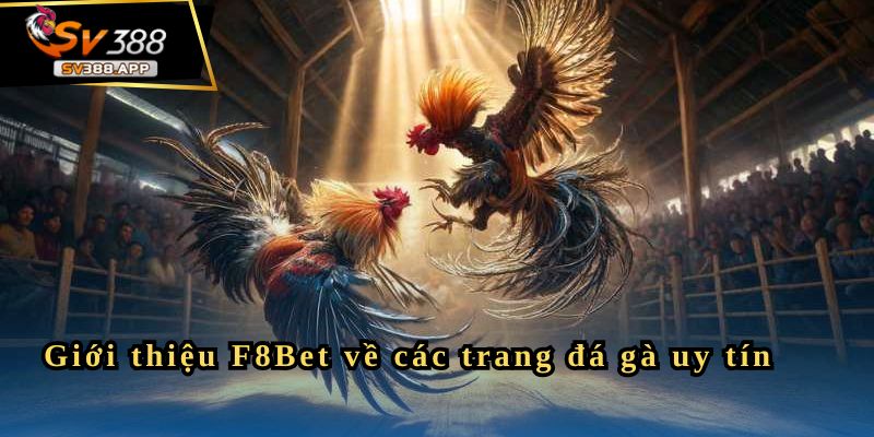 F8Bet - Nền Tảng Đá Gà Uy Tín Cho Người Yêu Thích Cá Cược 2 Giới thiệu F8Bet về các trang đá gà uy tín