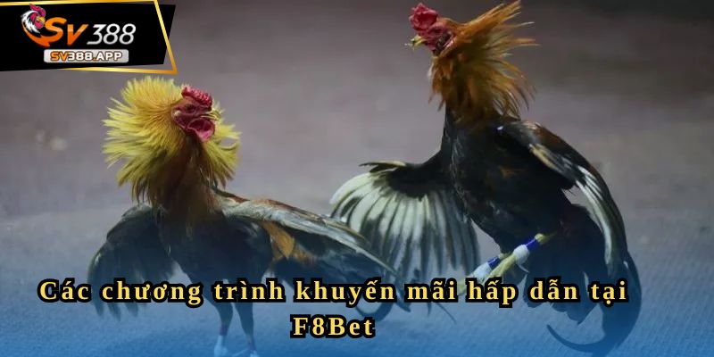F8Bet - Nền Tảng Đá Gà Uy Tín Cho Người Yêu Thích Cá Cược 4 Các chương trình khuyến mãi hấp dẫn tại F8Bet