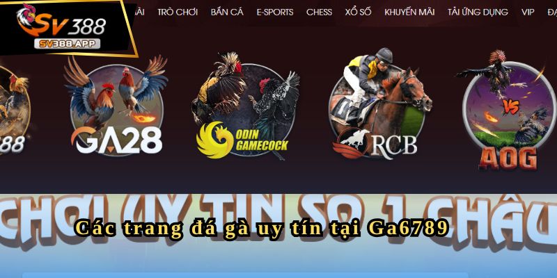 Ga6789 - Sân Chơi Đá Gà Uy Tín Cho Người Yêu Thích Cá Cược 2 Các trang đá gà uy tín tại Ga6789