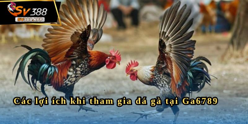 Ga6789 - Sân Chơi Đá Gà Uy Tín Cho Người Yêu Thích Cá Cược 3 Các lợi ích khi tham gia đá gà tại Ga6789