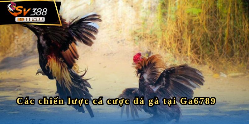 Ga6789 - Sân Chơi Đá Gà Uy Tín Cho Người Yêu Thích Cá Cược 4 Các chiến lược cá cược đá gà tại Ga6789