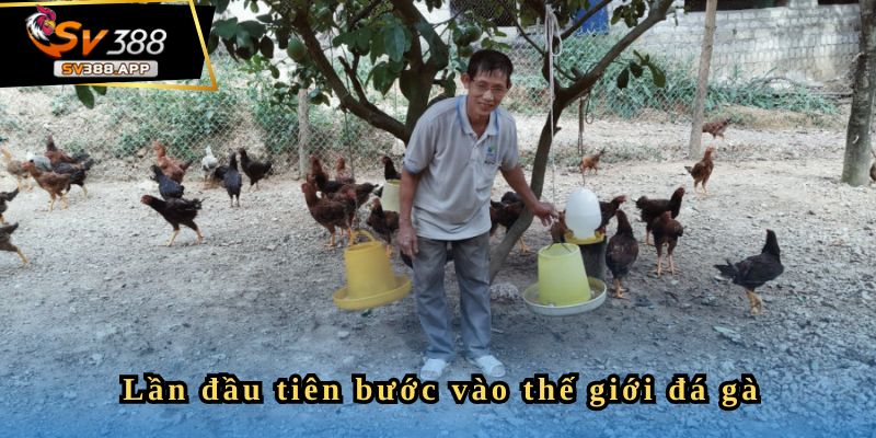 Bodoi123 - Hôm Nay Tôi Thắng Được 2,2 tỷ 2 Hành trình đến với đá gà